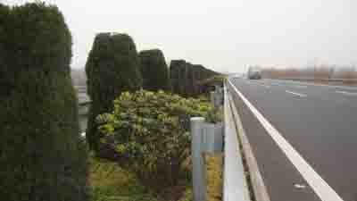 公路綠化