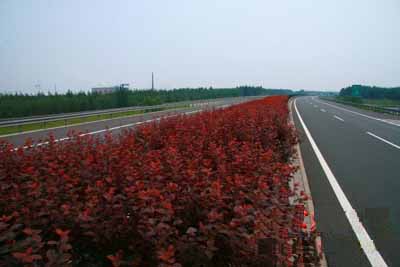 公路綠化