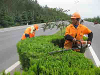 公路綠化